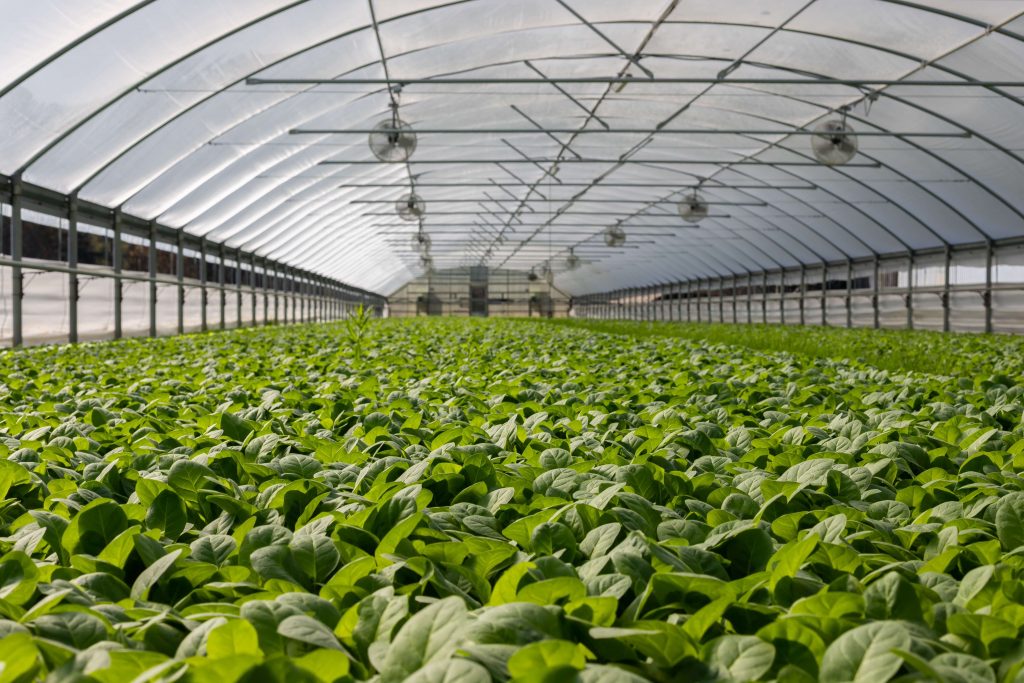 greenhouse-begginers