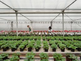 Is-Greenhouse-Shelving-Worth-It
