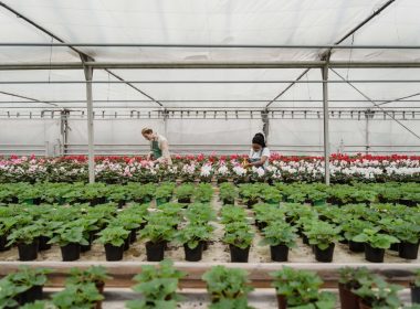 Is-Greenhouse-Shelving-Worth-It