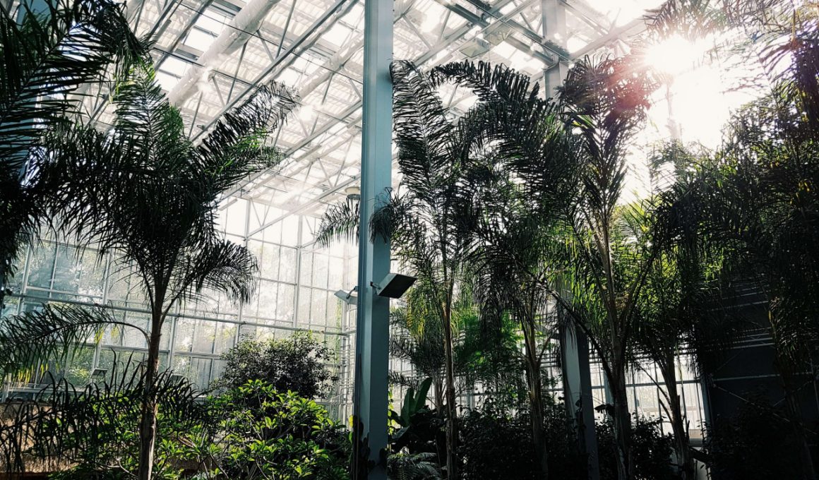 greenhouse-for-beginners
