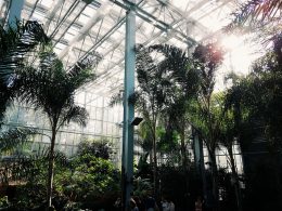greenhouse-for-beginners