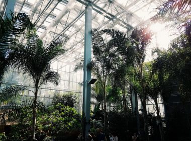 greenhouse-for-beginners