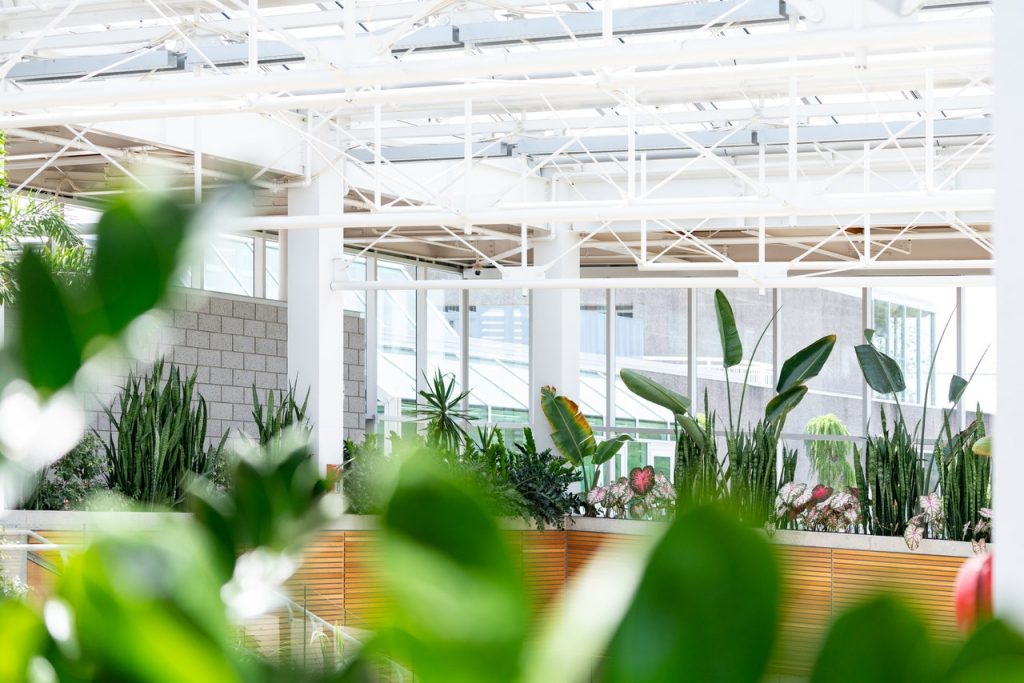 benefits-of-a-clear-greenhouse-roof
