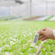 best-greenhouse-thermometers-and-hygrometers