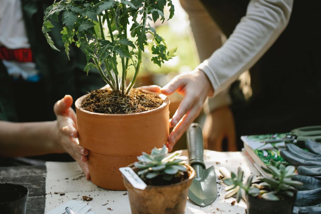 can-you-have-raised-beds-in-a-greenhouse