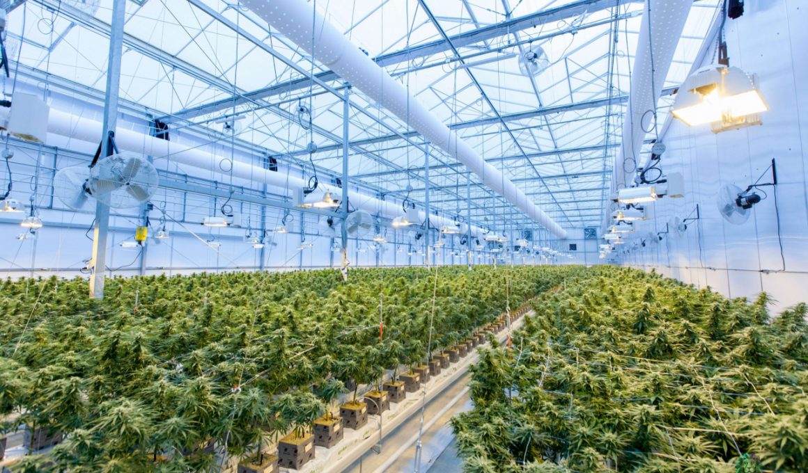 do-greenhouses-need-ventilation
