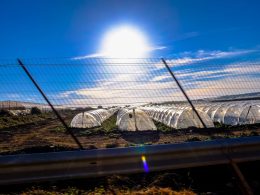 does-a-greenhouse-need-to-be-in-the-sun