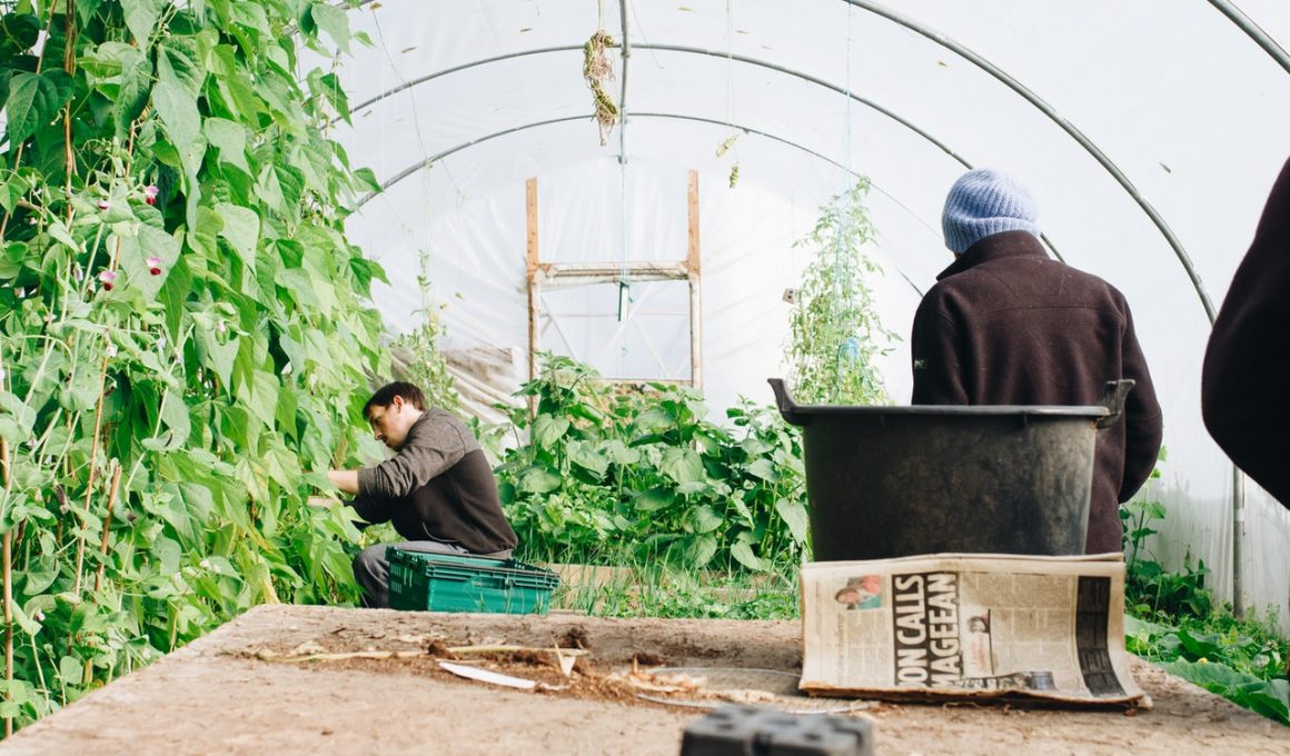 does-greenhouse-plastic-need-to-be-clear