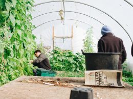 does-greenhouse-plastic-need-to-be-clear