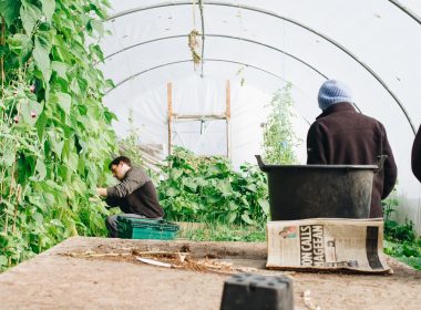 does-greenhouse-plastic-need-to-be-clear
