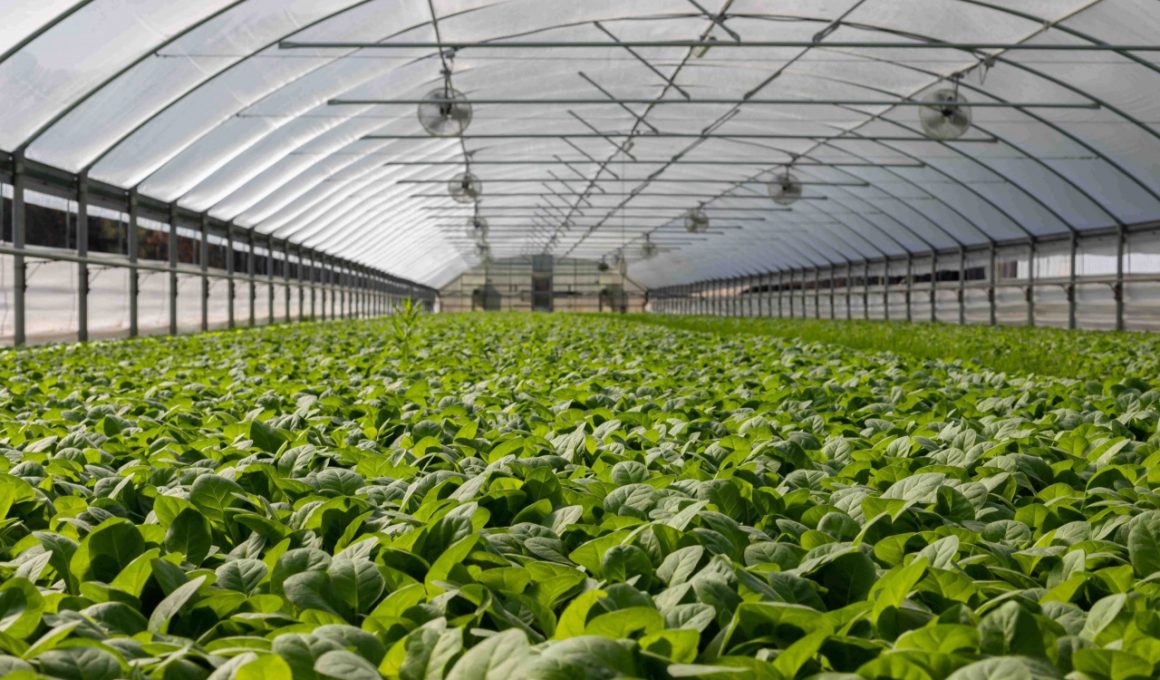 how-to-keep-your-greenhouse-from-getting-too-hot