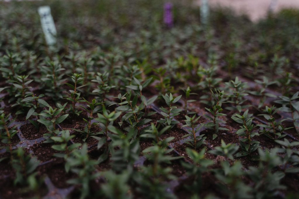 how-to-keep-your-greenhouse-warm-in-winter