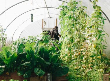 greenhouses-for-beginners-guide