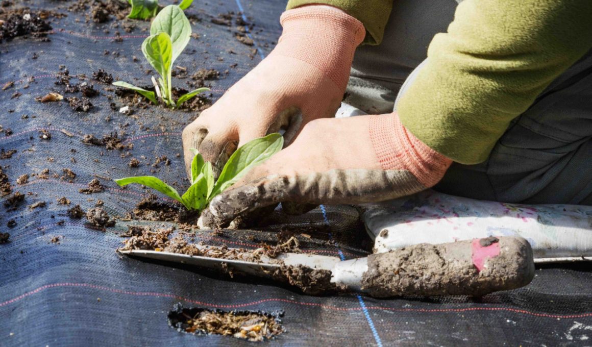 plant-heating-mats-what-you-need-to-know