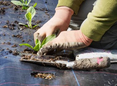 plant-heating-mats-what-you-need-to-know