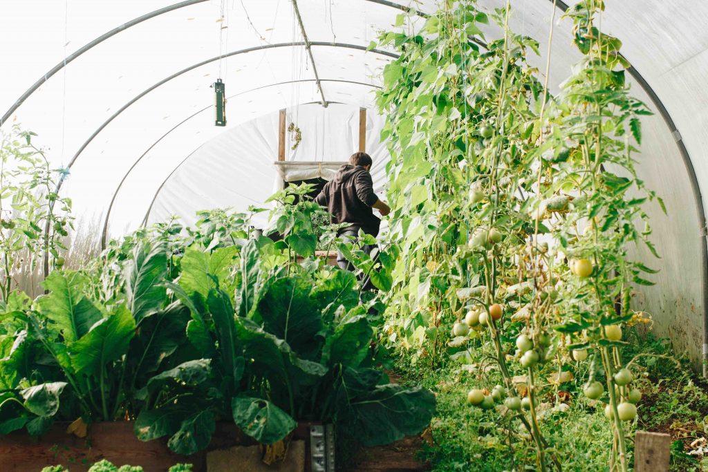 tips-to-keep-your-greenhouse-cool