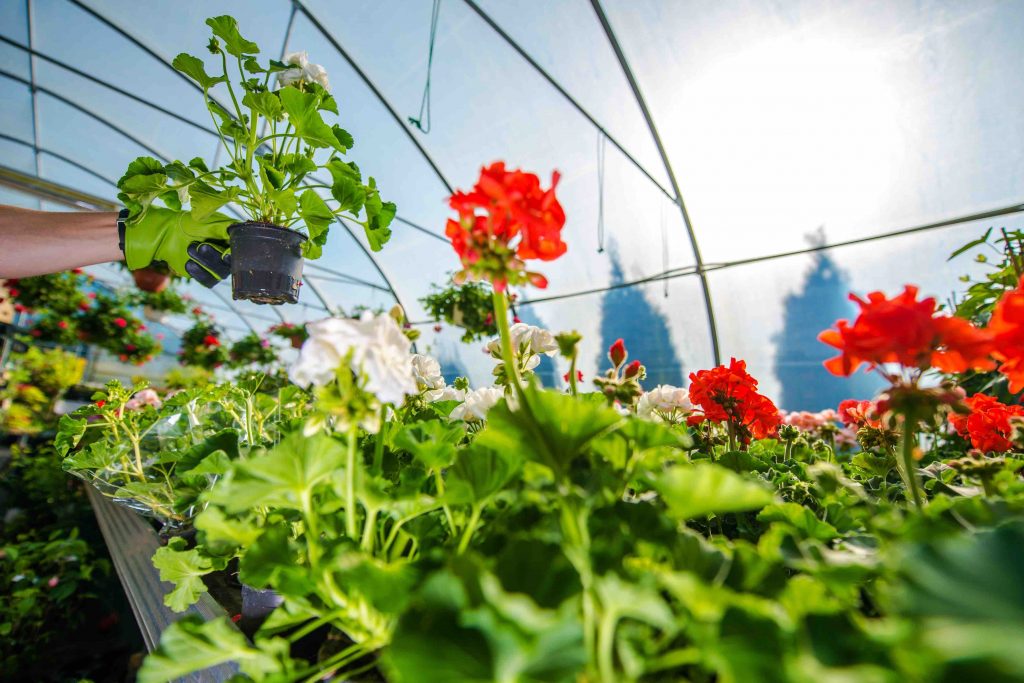 understanding-what-kind-of-light-plants-need