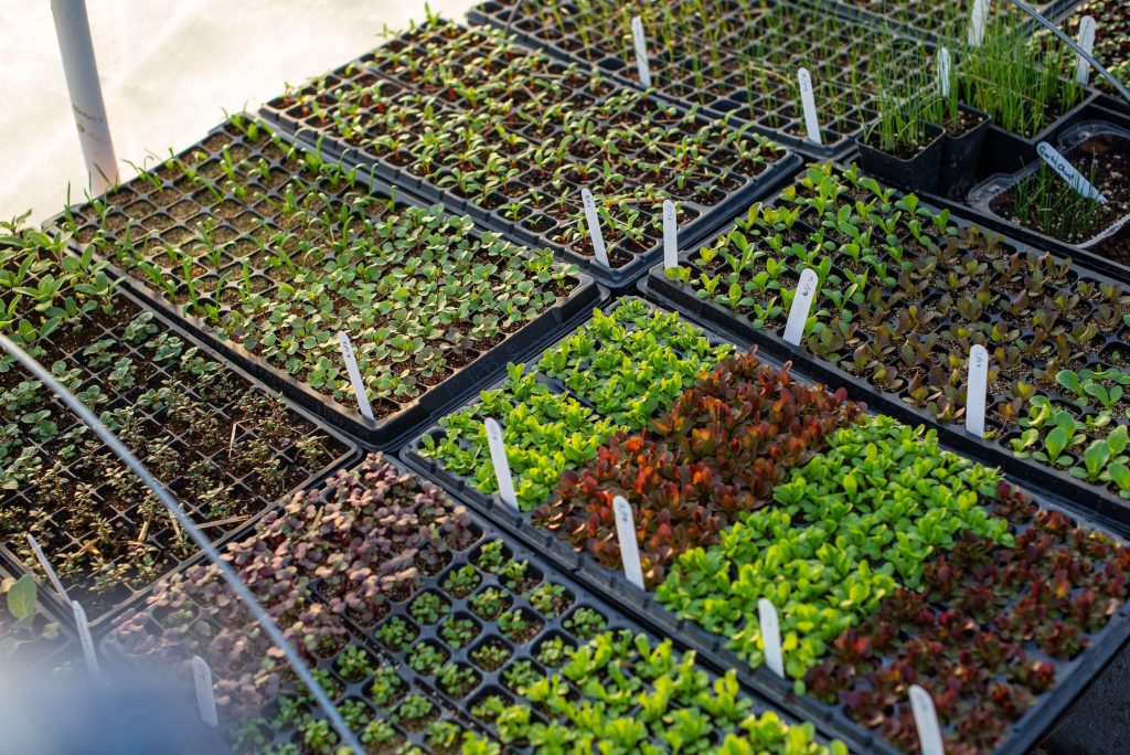 walk-in-greenhouses