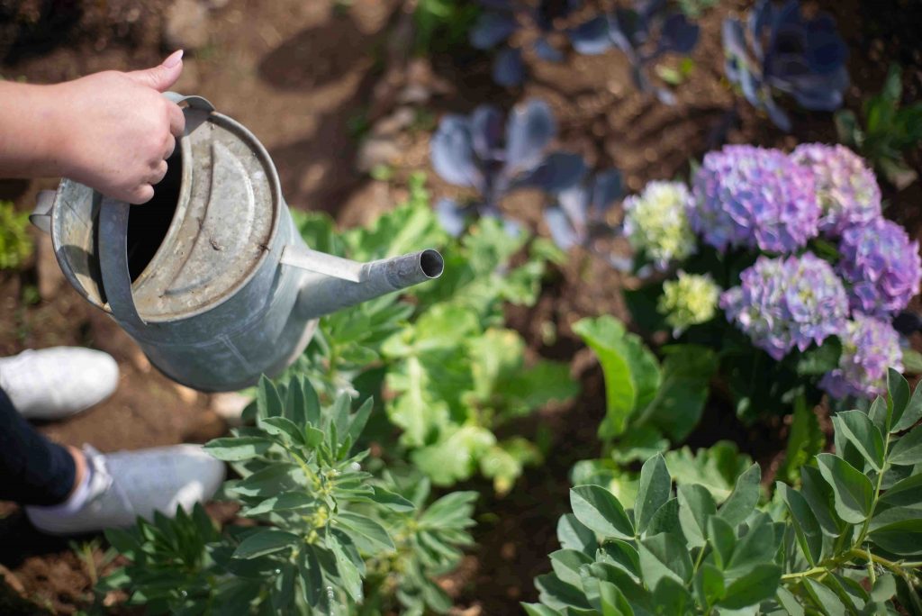 water-your-plants-adequately