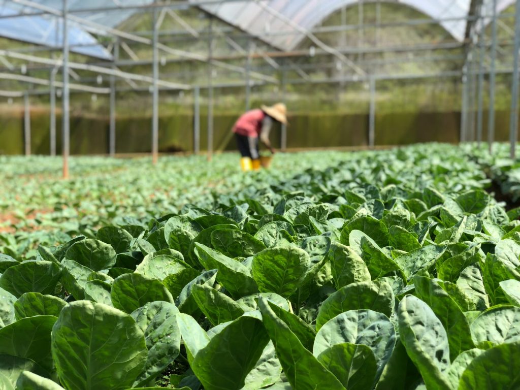 what-is-a-greenhouse