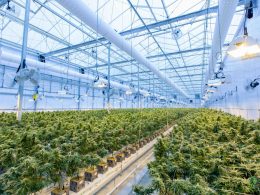 will-a-greenhouse-keep-plants-from-freezing