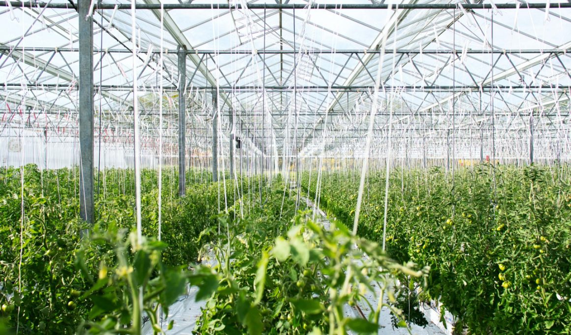 will-a-greenhouse-stay-warm-in-winter