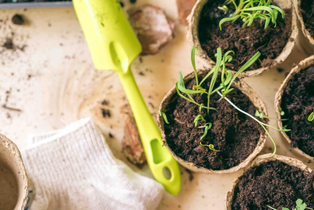 your-seedlings-die